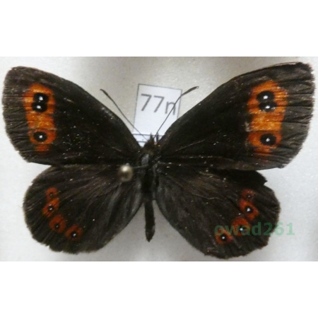 Erebia euryale (Esper, 1805) Górówka euriala Poland77n